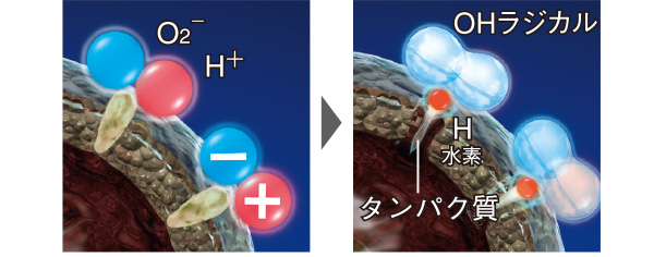 2.浮遊カビ菌や浮遊菌の表面に作用